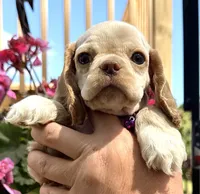 Peaches , a female Cocker Spaniel for sale in Bay City, WI – 2 of 9