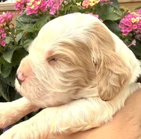 Hawk , a male English Springer Spaniel for sale in Bay City, WI – 5 of 10