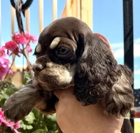 Petunia , a female Cocker Spaniel for sale in Bay City, WI – 9 of 10