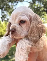 Lightning , a male Cocker Spaniel for sale in Bay City, WI – 3 of 9
