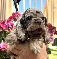 Petey, a male Cocker Spaniel for sale in Bay City, WI – 6 of 8