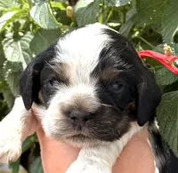 Hail, a male Cocker Spaniel for sale in Bay City, WI – 2 of 7