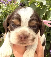 Rain , a female Cocker Spaniel for sale in Bay City, WI – 5 of 7