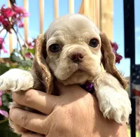Peaches , a female Cocker Spaniel for sale in Bay City, WI – 1 of 9