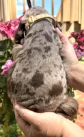 Petey, a male Cocker Spaniel for sale in Bay City, WI – 8 of 8