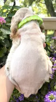Lightning , a male Cocker Spaniel for sale in Bay City, WI – 9 of 9