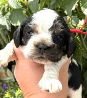 Hail, a male Cocker Spaniel for sale in Bay City, WI – 6 of 7