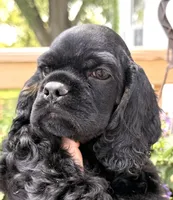 Carter , a male Cocker Spaniel for sale in Bay City, WI – 3 of 10