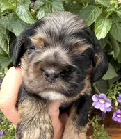 Cleo, a female Cocker Spaniel for sale in Bay City, WI – 8 of 10