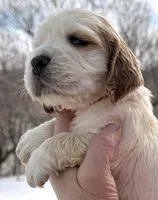 Lenard , a male English Springer Spaniel for sale in Bay City, WI – Photo 3 of 7