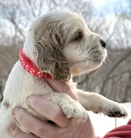 Lenard , a male English Springer Spaniel for sale in Bay City, WI – Photo 6 of 7