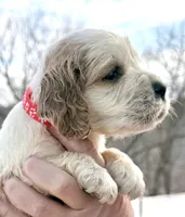 Lenard , a male English Springer Spaniel for sale in Bay City, WI – Photo 2 of 7
