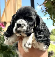 Gerald , a male Cocker Spaniel for sale in Bay City, WI – 5 of 9