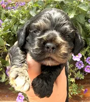 Crystal, a female Cocker Spaniel for sale in Bay City, WI – 3 of 8
