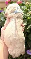Lightning , a male Cocker Spaniel for sale in Bay City, WI – 5 of 6
