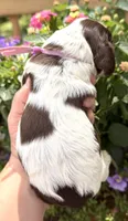 Rain , a female Cocker Spaniel for sale in Bay City, WI – 4 of 7