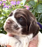 Sprinkles , a female Cocker Spaniel for sale in Bay City, WI – 8 of 10