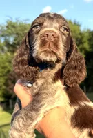 Granite, a male English Springer Spaniel for sale in Bay City, WI – 4 of 8