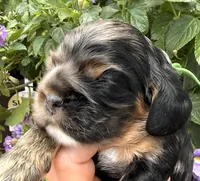 Cleo, a female Cocker Spaniel for sale in Bay City, WI – 6 of 10