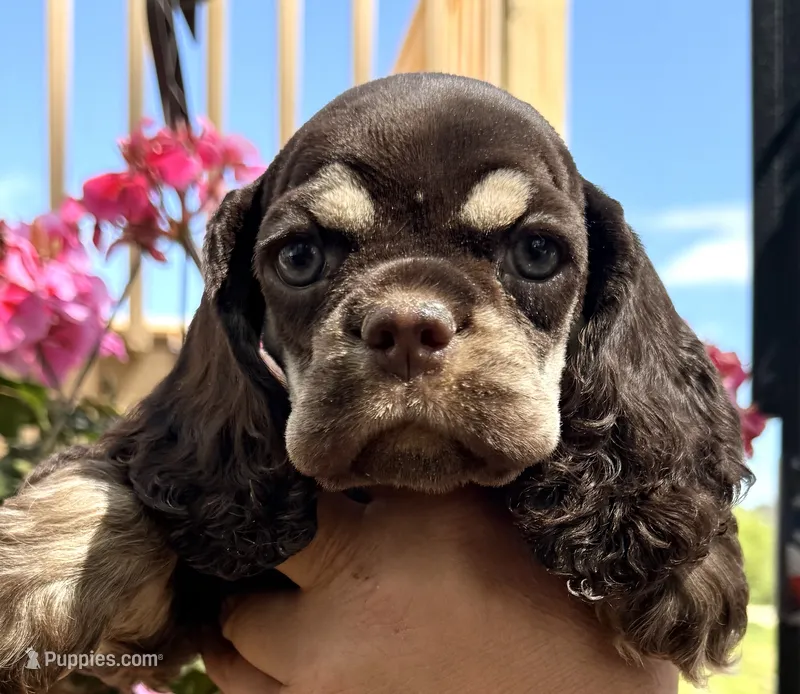 Petunia  – Cocker Spaniel puppy for sale in Bay City, WI