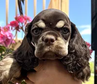 Petunia , a female Cocker Spaniel for sale in Bay City, WI – 1 of 10