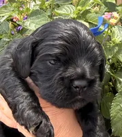Carter , a male Cocker Spaniel for sale in Bay City, WI – 9 of 10
