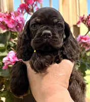 Pumpkin, a female Cocker Spaniel for sale in Bay City, WI – 9 of 9