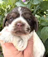 Sprinkles , a female Cocker Spaniel for sale in Bay City, WI – 3 of 10