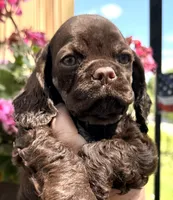 Gracie, a female Cocker Spaniel for sale in Bay City, WI – 4 of 8