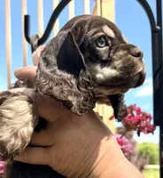 Petunia , a female Cocker Spaniel for sale in Bay City, WI – 5 of 10