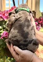 Phin, a male Cocker Spaniel for sale in Bay City, WI – 9 of 9