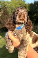 Granite, a male English Springer Spaniel for sale in Bay City, WI – 2 of 8