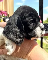 Gerald , a male Cocker Spaniel for sale in Bay City, WI – 2 of 9