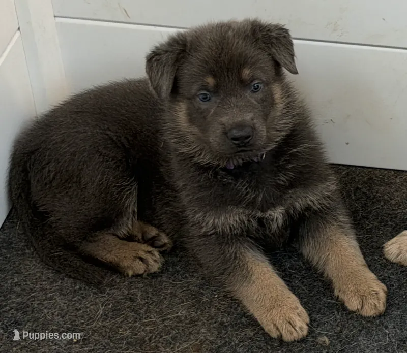 FEMALE PUPPY 2 – German Shepherd Dog puppy for sale in Horsham, PA