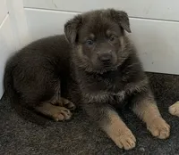FEMALE PUPPY 2, a female German Shepherd Dog for sale in Horsham, PA – 1 of 1