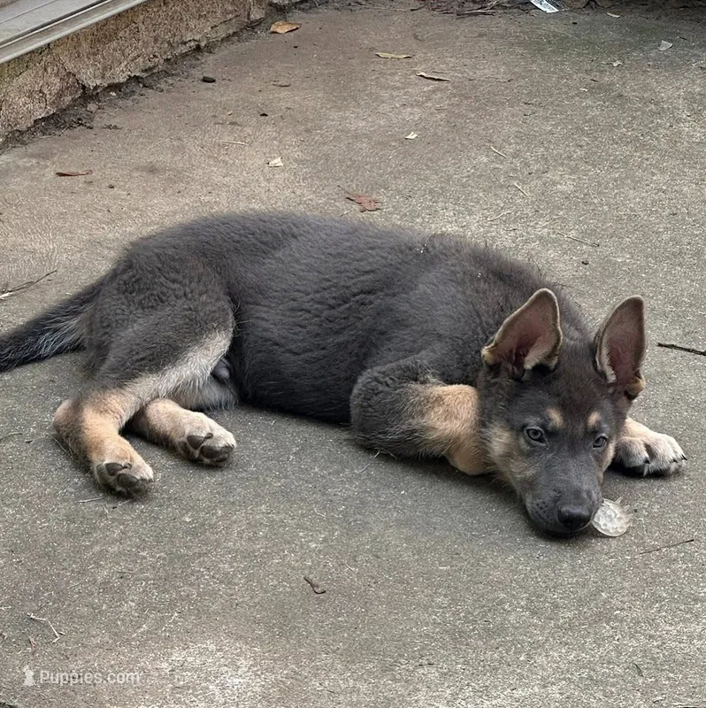Blue M – German Shepherd Dog puppy on hold in Horsham, PA