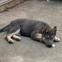 Blue M, a male German Shepherd Dog for sale in Horsham, PA – 1 of 1