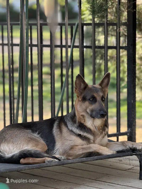 Bay – German Shepherd Dog puppy for sale in Horsham, PA