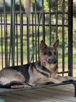 Bay, a female German Shepherd Dog for sale in Horsham, PA – 1 of 5