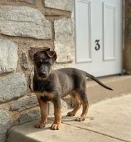 Karma's Litter, a male German Shepherd Dog for sale in Horsham, PA – 2 of 5
