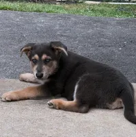 Karma's Litter, a male German Shepherd Dog for sale in Horsham, PA – 4 of 5