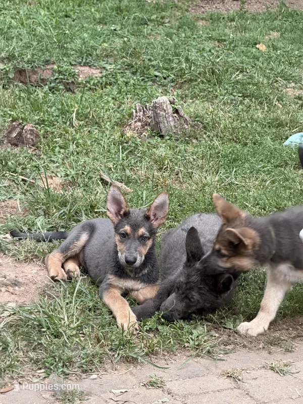 Orange – German Shepherd Dog puppy for sale in Horsham, PA