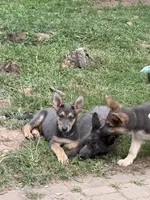 Orange, a female German Shepherd Dog for sale in Horsham, PA – 1 of 1