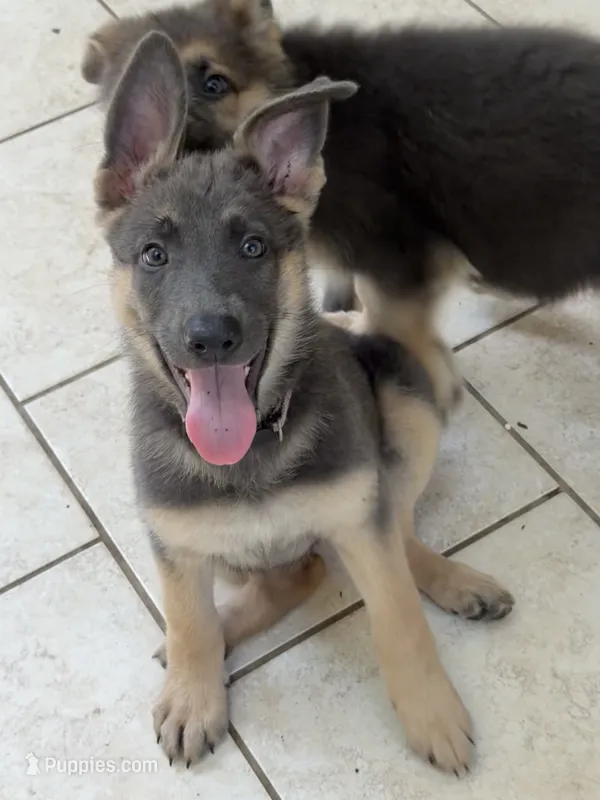 Lilac – German Shepherd Dog puppy for sale in Horsham, PA
