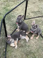 Neon, a female German Shepherd Dog for sale in Horsham, PA – 2 of 2