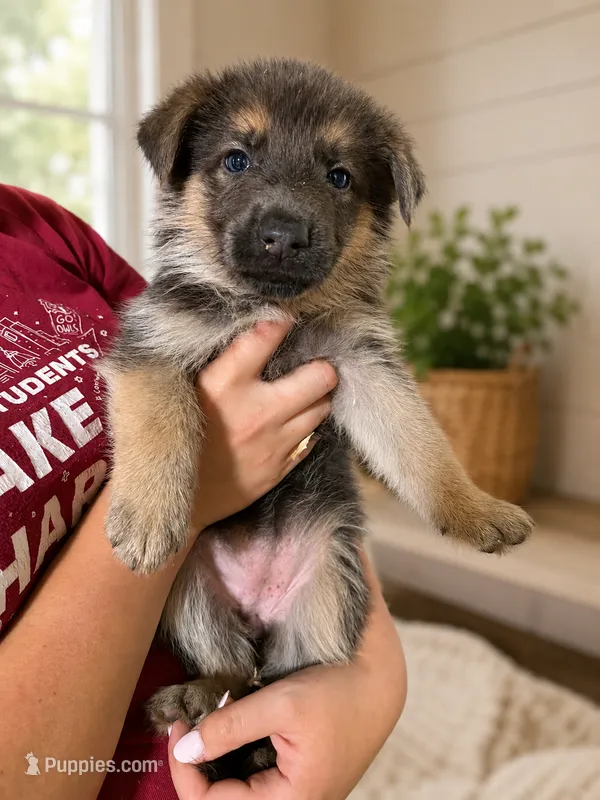 FEMALE PUPPY 2 – German Shepherd Dog puppy for sale in Horsham, PA
