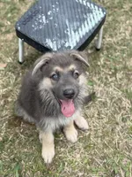 Neon, a female German Shepherd Dog for sale in Horsham, PA – 1 of 2