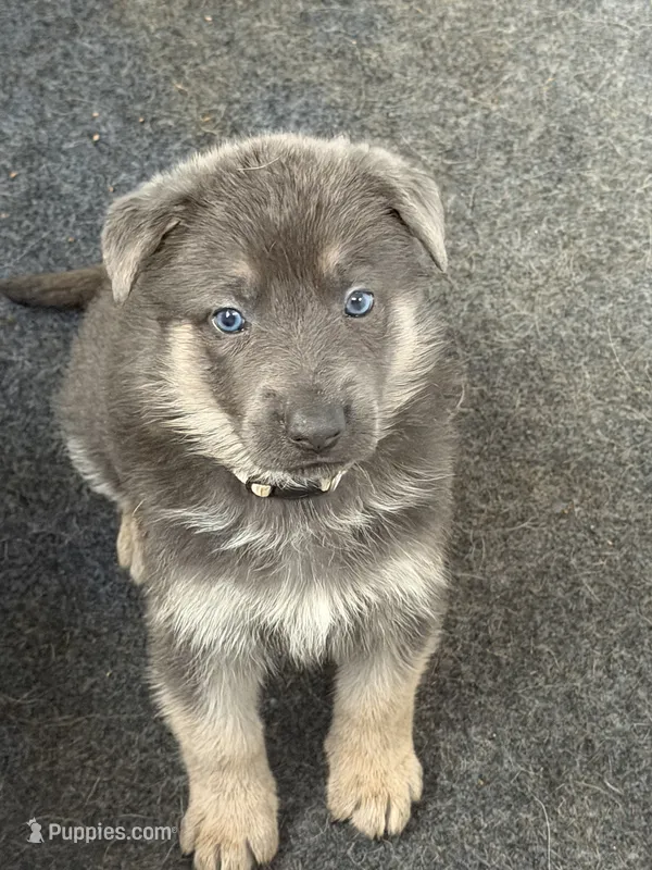 FEMALE PUPPY – German Shepherd Dog puppy for sale in Horsham, PA