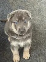FEMALE PUPPY, a male German Shepherd Dog for sale in Horsham, PA – 1 of 1