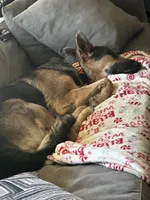 Bay, a female German Shepherd Dog for sale in Horsham, PA – 4 of 5